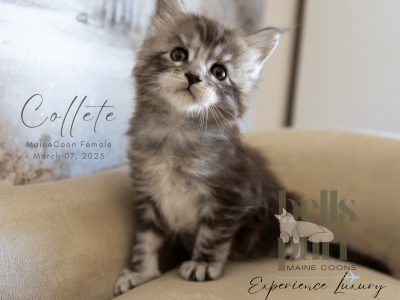 Collete Black Silver Tabby Maine Coon Kitten for sale