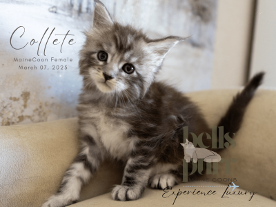 Bellspurr Collete Black Silver Tabby Maine Coon Kitten for sale