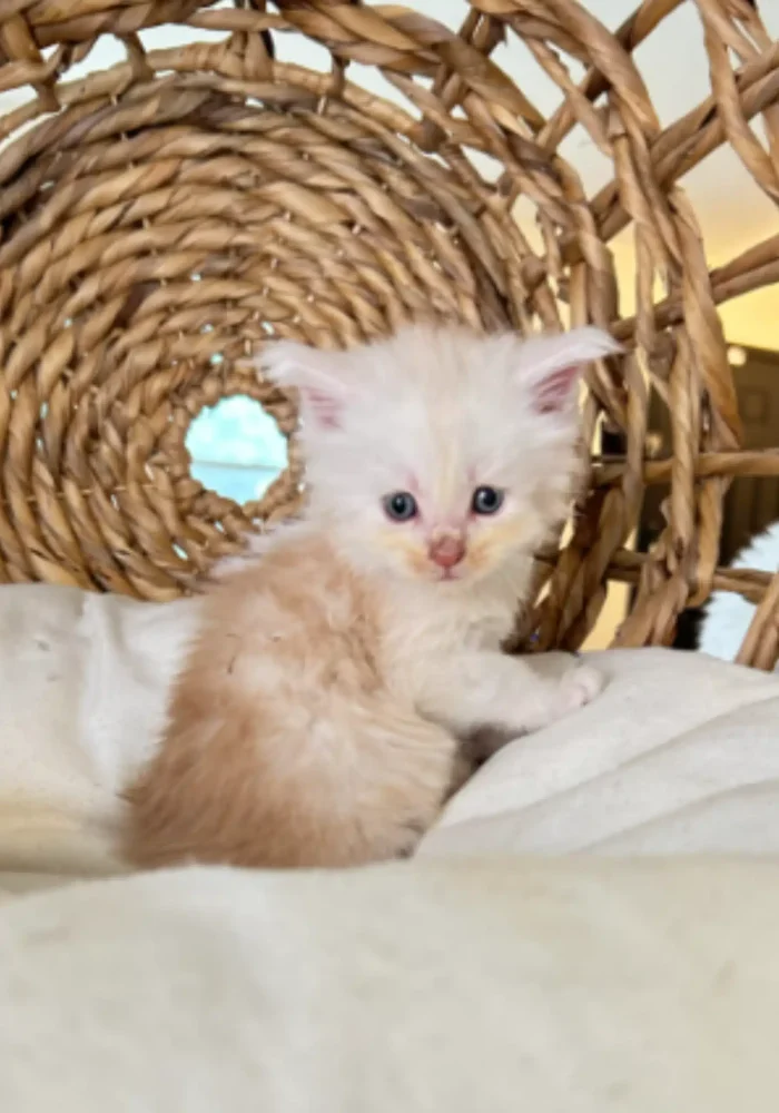 Cream and silver Maine Coon kitten sitting on soft bedding inside a woven basket, showcasing playful demeanor and bright blue eyes.