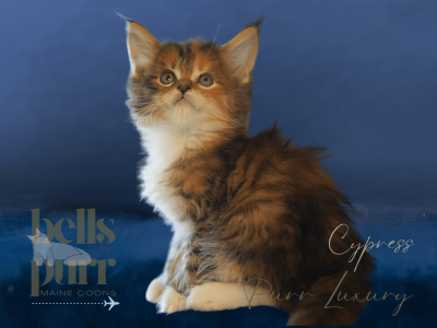 Cypress – Calico Female Maine Coon Kitten for Sale