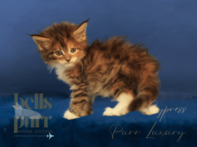 Cypress – Calico Female Maine Coon Kitten for Sale