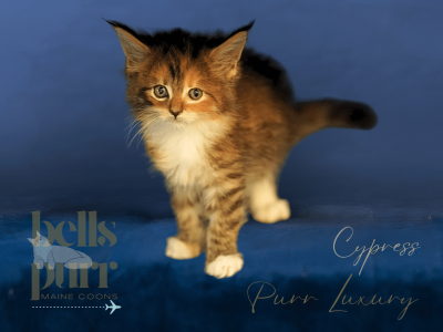 Cypress – Calico Female Maine Coon Kitten for Sale