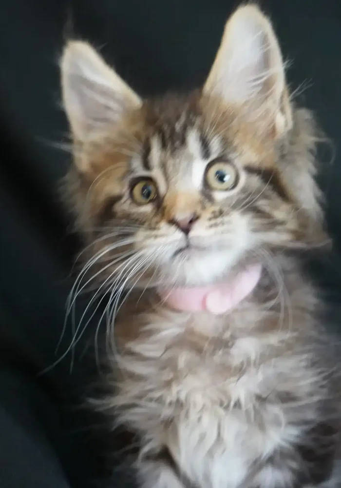 Maine Coon kitten with fluffy fur and large ears, wearing a pink collar, showcasing its playful and curious expression against a dark background.