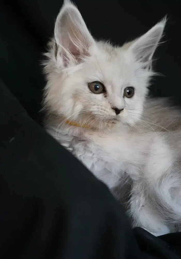 Maine Coon kitten with silver fur and large ears, resting against a dark background, showcasing its playful and curious expression.