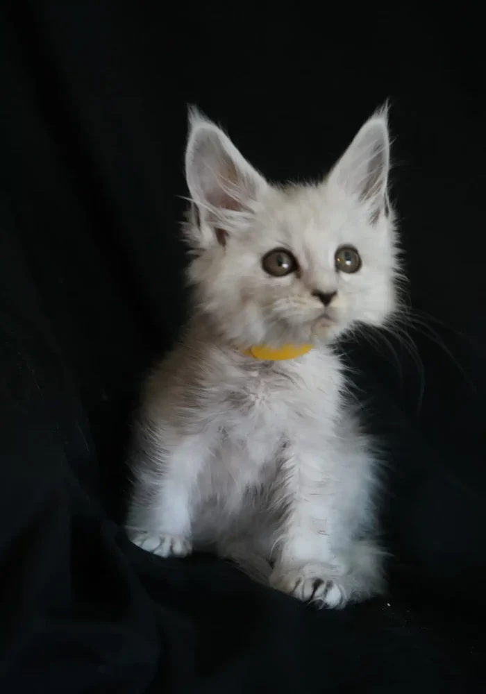 Maine Coon kitten with silver fur and large ears, wearing a yellow collar, sitting against a black background.
