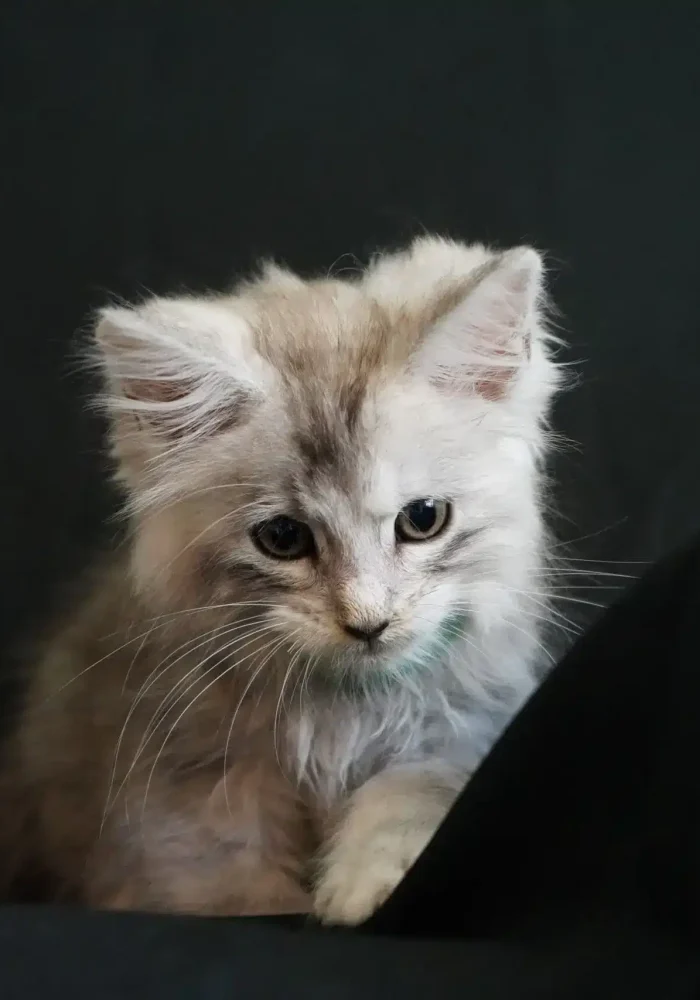 Silver Maine Coon kitten with soft fur and expressive eyes, showcasing the breed's distinctive features against a dark background.