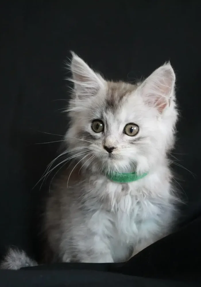 Maine Coon Kittens For Sale Bellspurr