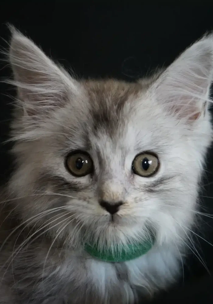 Black Smoke Maine Coon Kittens for sale