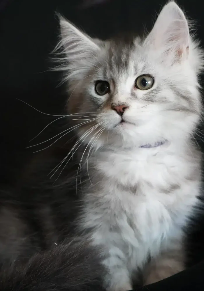 Maine Coon Kittens For Sale Bellspurr