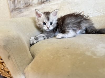 Black Silver Maine Coon Kitten Simone