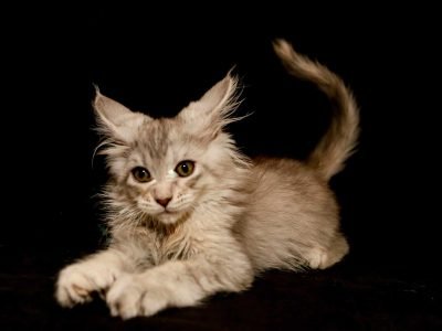 Sage – Black Silver Female Maine Coon Kitten for Sale
