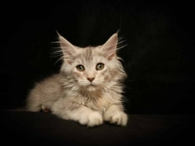 Sage is a black silver female Maine Coon kitten with striking contrast in her coat and a calm, observant personality.