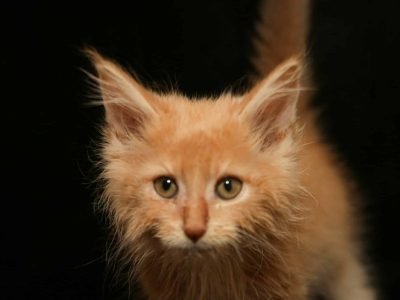 Sandy Dune – Red Silver and White Male Maine Coon Kitten for Sale