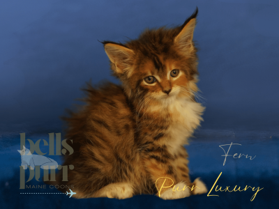 Rare and Striking Calico Maine Coon Kitten Fern