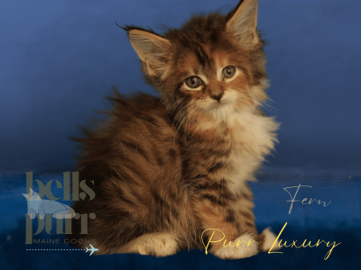 Rare and Striking Calico Maine Coon Kitten for Sale