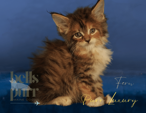 Rare and Striking Calico Maine Coon Kitten Fern Rare and Striking Calico Maine Coon Kitten for Sale