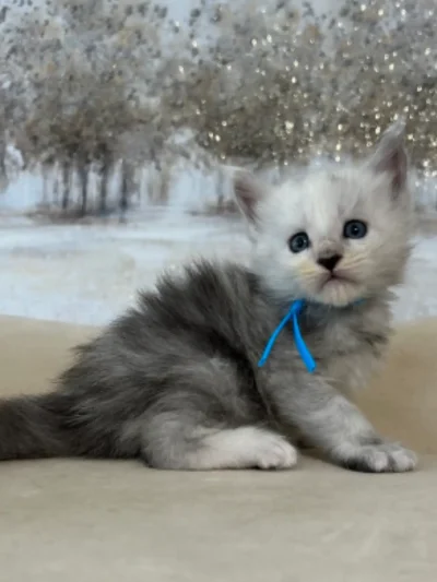 High Smoke Maine Coon kitten for sale in texas