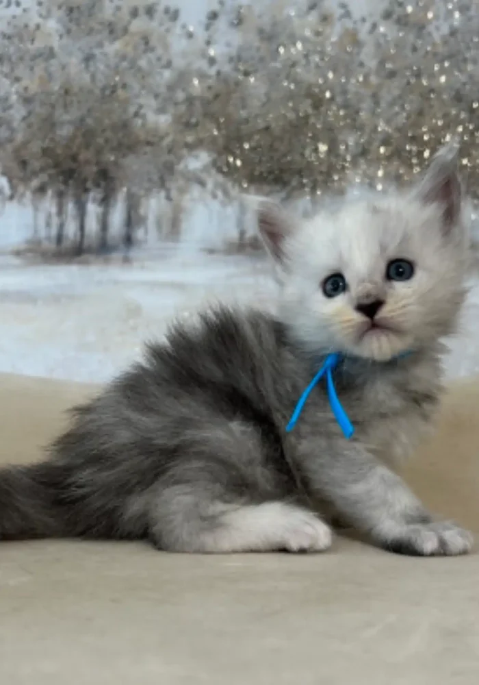 High Smoke Maine Coon kitten for sale in texas
