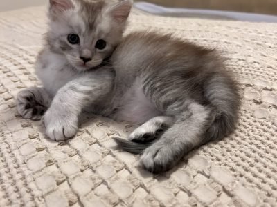aston marten blue smoke maine coon kitten