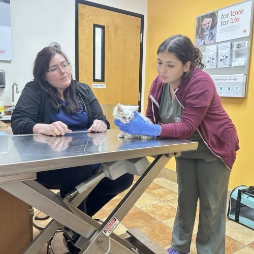 maine-coon-kitten-in-vet-consult