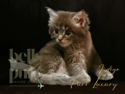 Indigo Black Tabby Maine Coon Kitten