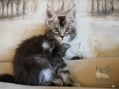 Black silver tabby Maine Coon kitten sitting against a soft, winter-toned background, looking up with wide eyes.