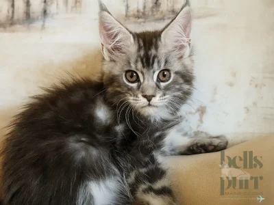 Ivy - Black Silver Tabby