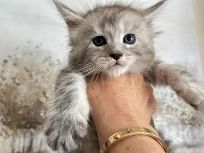 Black Silver Maine Coon Kitten Simone