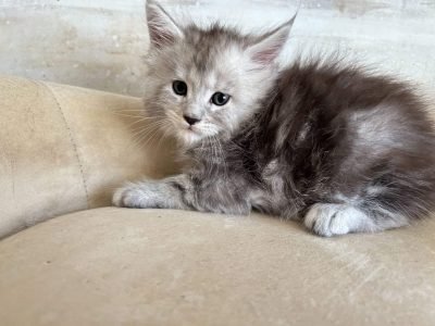 Black Silver Maine Coon Kitten Simone