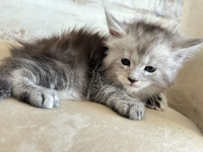 Black Silver Maine Coon Kitten Simone