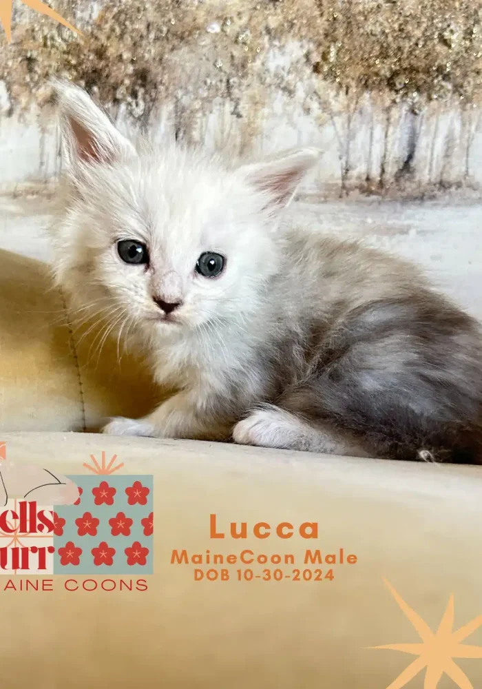 Maine Coon kitten named Lucca, showcasing a silver and shaded coat, with bright blue eyes, on a soft surface, emphasizing the cattery's focus on healthy, well-tempered kittens for adoption.