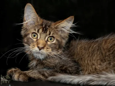 Luke A Black Tabby Maine Coon Kitten