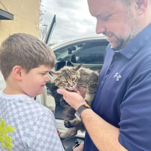 Maine Coon kitten training for first-time owners