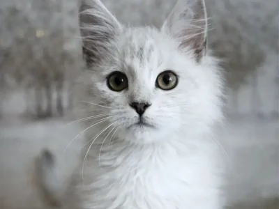 Adorable Maine Coon kittens available now at Bellspurr breeder.