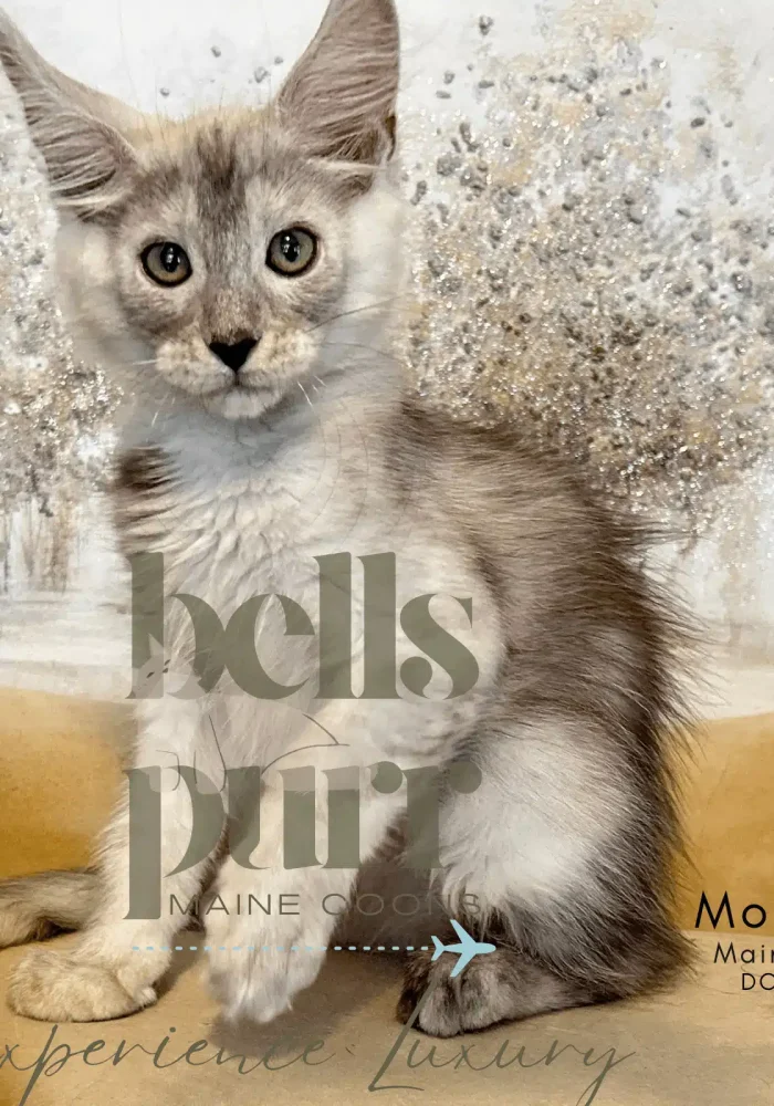 Maine Coon kitten with silver fur and large ears, featuring "Bellspurr" branding, set against a sparkling background.