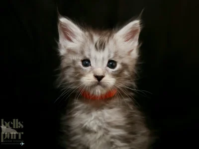 Onyx a black silver Main coon kitten for sale in Tx