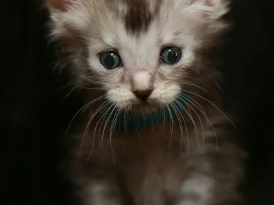 Opal Maine Coon Kitten