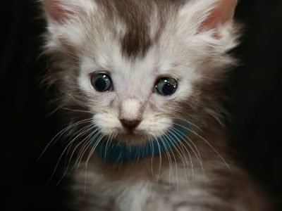 Opal is a blue light smoke maine coon kitten