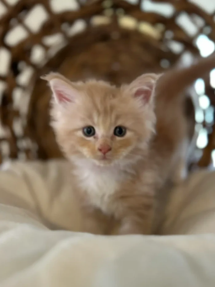 Orange Maine Coon kitten with blue eyes, fluffy fur, and playful expression, set against a cozy background, highlighting the breed's friendly personality traits.