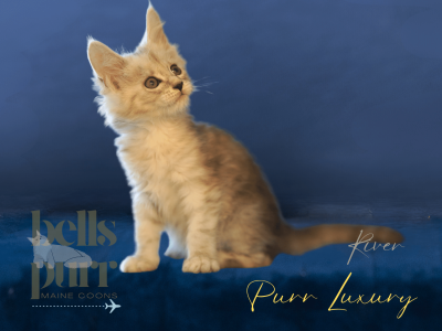 River – Black Silver Male Maine Coon Kitten for Sale