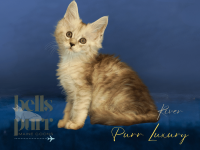 River – Black Silver Male Maine Coon Kitten for Sale