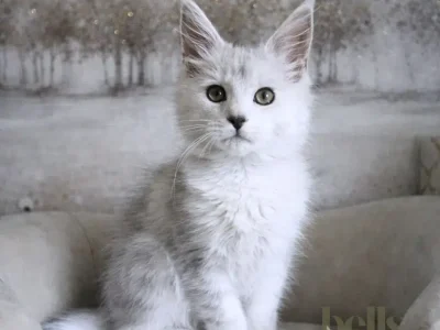 Adorable Maine Coon kittens available now at Bellspurr breeder.