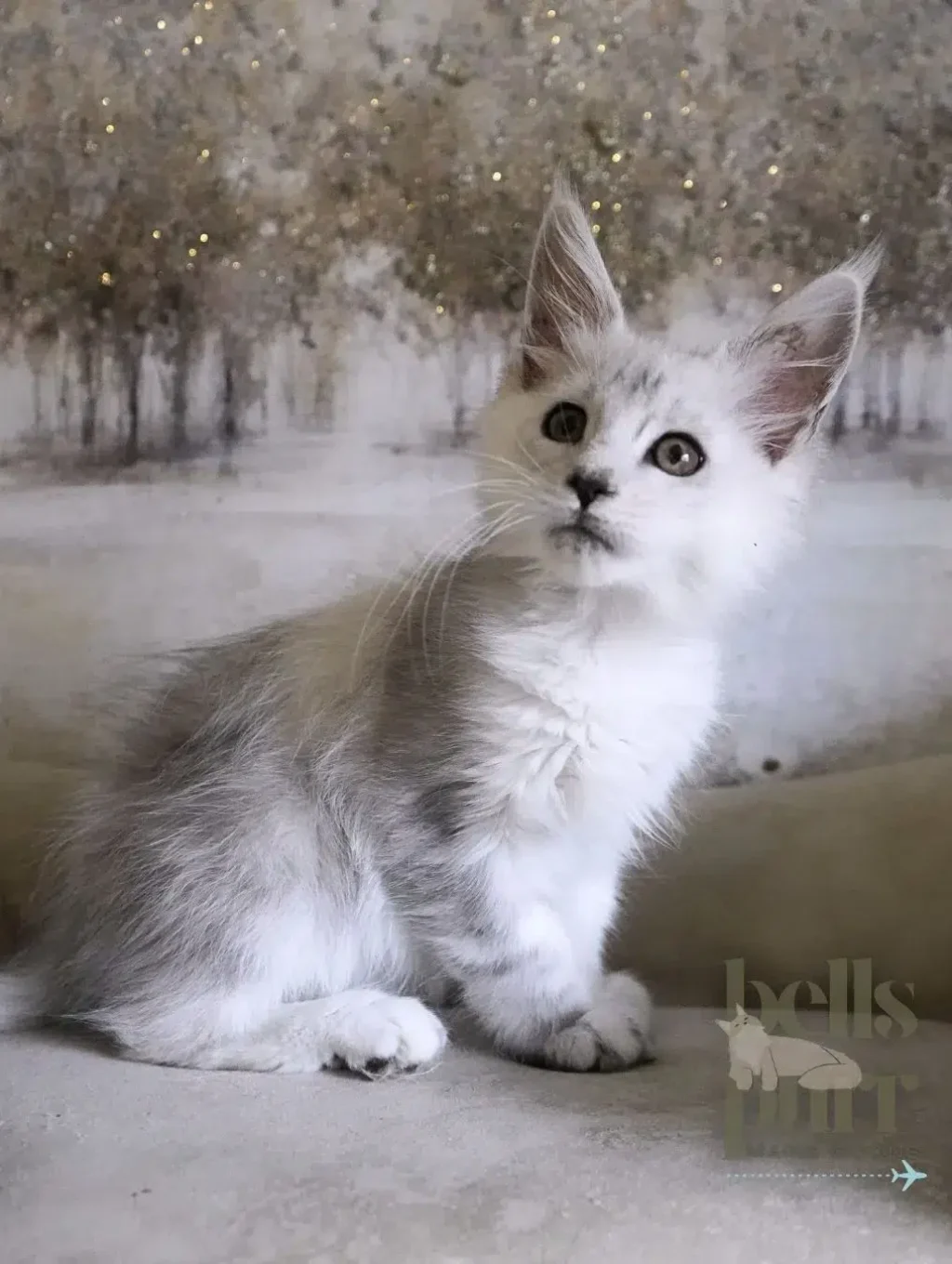 Rosie &mdash; Maine Coon kitten with plush coat and bright, attentive eyes