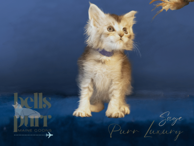 Sage – Black Silver Female Maine Coon Kitten for Sale