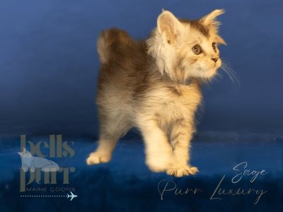 Sage – Black Silver Female Maine Coon Kitten for Sale