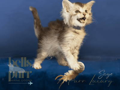 Sage – Black Silver Female Maine Coon Kitten for Sale