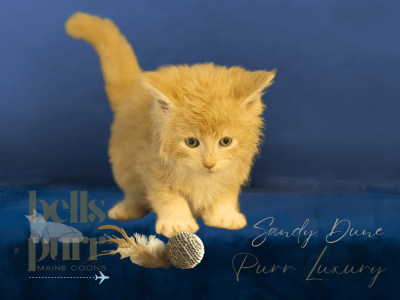 Sandy Dune – Red Silver and White Male Maine Coon Kitten for Sale