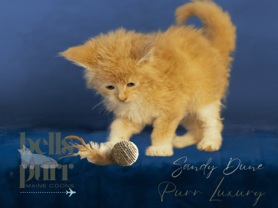 Sandy Dune – Red Silver and White Male Maine Coon Kitten for Sale