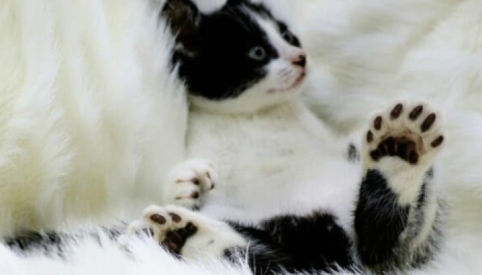 Polydactyl Maine Coon Polydactyl Maine Coon Cats - Beyond Extra Toes
