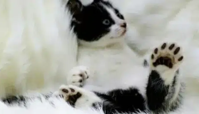 Polydactyl Maine Coon Cats - Beyond Extra Toes